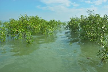 Genç Mangrove Ağaçları Tropikal Kıyı Bataklıklarında Sığ Gelgit Suyunda Büyüyorlar