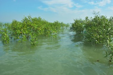 Genç Mangrove Ağaçları Tropikal Kıyı Bataklıklarında Sığ Gelgit Suyunda Büyüyorlar