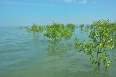 Genç Mangrove Ağaçları Tropikal Kıyı Bataklıklarında Sığ Gelgit Suyunda Büyüyorlar