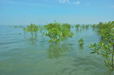 Bengal Körfezi yakınlarındaki Bangladeş kıyılarında sığ gelgit sularında yetişen genç mangrov ağaçları, kıyı sularının yenilenmesini, tropikal estuarin ekolojisini ve doğal kıyı şeridinin korunmasını göstermektedir..