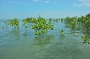 Bengal Körfezi yakınlarındaki Bangladeş kıyılarında sığ gelgit sularında yetişen genç mangrov ağaçları, kıyı sularının yenilenmesini, tropikal estuarin ekolojisini ve doğal kıyı şeridinin korunmasını göstermektedir..