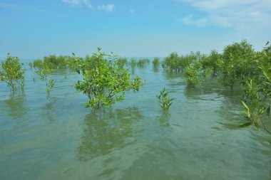 Bengal Körfezi yakınlarındaki Bangladeş kıyılarında sığ gelgit sularında yetişen genç mangrov ağaçları, kıyı sularının yenilenmesini, tropikal estuarin ekolojisini ve doğal kıyı şeridinin korunmasını göstermektedir..