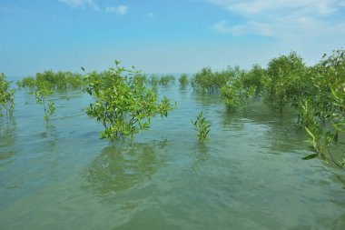 Bengal Körfezi yakınlarındaki Bangladeş kıyılarında sığ gelgit sularında yetişen genç mangrov ağaçları, kıyı sularının yenilenmesini, tropikal estuarin ekolojisini ve doğal kıyı şeridinin korunmasını göstermektedir..