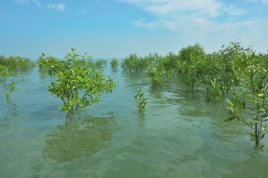 Bengal Körfezi yakınlarındaki Bangladeş kıyılarında sığ gelgit sularında yetişen genç mangrov ağaçları, kıyı sularının yenilenmesini, tropikal estuarin ekolojisini ve doğal kıyı şeridinin korunmasını göstermektedir..