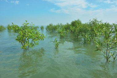 Bengal Körfezi yakınlarındaki Bangladeş kıyılarında sığ gelgit sularında yetişen genç mangrov ağaçları, kıyı sularının yenilenmesini, tropikal estuarin ekolojisini ve doğal kıyı şeridinin korunmasını göstermektedir..