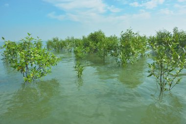 Bengal Körfezi yakınlarındaki Bangladeş kıyılarında sığ gelgit sularında yetişen genç mangrov ağaçları, kıyı sularının yenilenmesini, tropikal estuarin ekolojisini ve doğal kıyı şeridinin korunmasını göstermektedir..