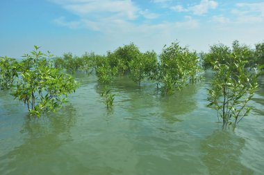 Bengal Körfezi yakınlarındaki Bangladeş kıyılarında sığ gelgit sularında yetişen genç mangrov ağaçları, kıyı sularının yenilenmesini, tropikal estuarin ekolojisini ve doğal kıyı şeridinin korunmasını göstermektedir..