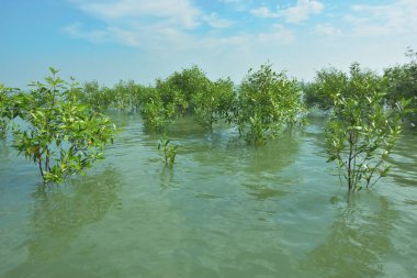 Bengal Körfezi yakınlarındaki Bangladeş kıyılarında sığ gelgit sularında yetişen genç mangrov ağaçları, kıyı sularının yenilenmesini, tropikal estuarin ekolojisini ve doğal kıyı şeridinin korunmasını göstermektedir..