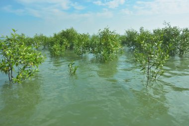 Bengal Körfezi yakınlarındaki Bangladeş kıyılarında sığ gelgit sularında yetişen genç mangrov ağaçları, kıyı sularının yenilenmesini, tropikal estuarin ekolojisini ve doğal kıyı şeridinin korunmasını göstermektedir..