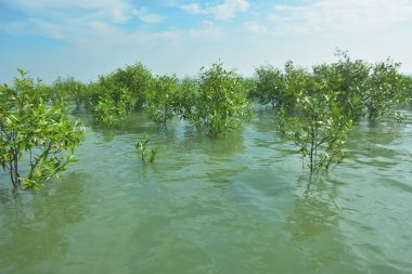 Bengal Körfezi yakınlarındaki Bangladeş kıyılarında sığ gelgit sularında yetişen genç mangrov ağaçları, kıyı sularının yenilenmesini, tropikal estuarin ekolojisini ve doğal kıyı şeridinin korunmasını göstermektedir..