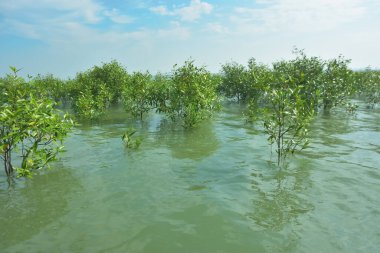 Bengal Körfezi yakınlarındaki Bangladeş kıyılarında sığ gelgit sularında yetişen genç mangrov ağaçları, kıyı sularının yenilenmesini, tropikal estuarin ekolojisini ve doğal kıyı şeridinin korunmasını göstermektedir..