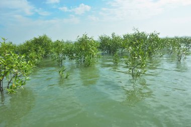 Bengal Körfezi yakınlarındaki Bangladeş kıyılarında sığ gelgit sularında yetişen genç mangrov ağaçları, kıyı sularının yenilenmesini, tropikal estuarin ekolojisini ve doğal kıyı şeridinin korunmasını göstermektedir..