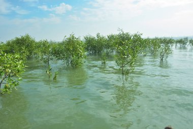Bengal Körfezi yakınlarındaki Bangladeş kıyılarında sığ gelgit sularında yetişen genç mangrov ağaçları, kıyı sularının yenilenmesini, tropikal estuarin ekolojisini ve doğal kıyı şeridinin korunmasını göstermektedir..