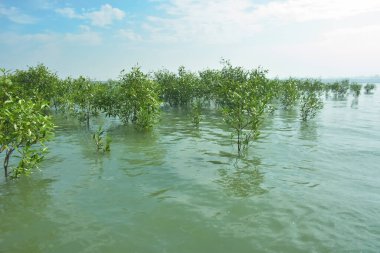 Bengal Körfezi yakınlarındaki Bangladeş kıyılarında sığ gelgit sularında yetişen genç mangrov ağaçları, kıyı sularının yenilenmesini, tropikal estuarin ekolojisini ve doğal kıyı şeridinin korunmasını göstermektedir..