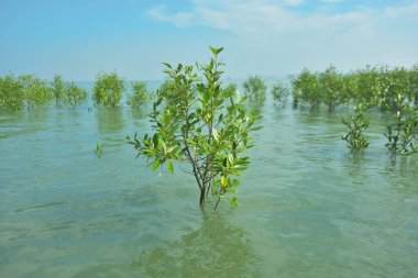 Bengal Körfezi yakınlarındaki Bangladeş kıyılarında sığ gelgit sularında yetişen genç mangrov ağaçları, kıyı sularının yenilenmesini, tropikal estuarin ekolojisini ve doğal kıyı şeridinin korunmasını göstermektedir..