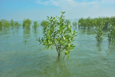 Bengal Körfezi yakınlarındaki Bangladeş kıyılarında gelgit sularında duran mangrov orman ağaçları tropikal bir estuarin ekosistemi, kıyı biyolojik çeşitliliği ve Güney Asya 'daki doğal kıyı şeridi korumasını göstermektedir..