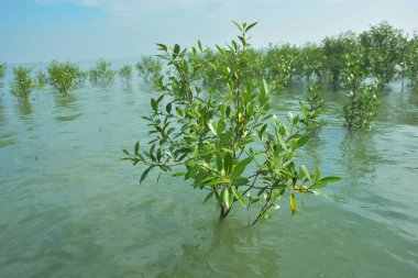 Bengal Körfezi yakınlarındaki Bangladeş kıyılarında gelgit sularında duran mangrov orman ağaçları tropikal bir estuarin ekosistemi, kıyı biyolojik çeşitliliği ve Güney Asya 'daki doğal kıyı şeridi korumasını göstermektedir..