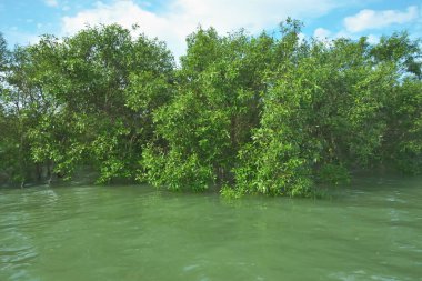 Bengal Körfezi yakınlarındaki Bangladeş kıyılarında gelgit sularında duran mangrov orman ağaçları tropikal bir estuarin ekosistemi, kıyı biyolojik çeşitliliği ve Güney Asya 'daki doğal kıyı şeridi korumasını göstermektedir..
