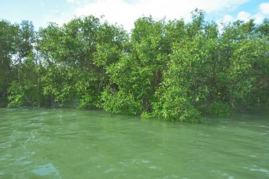 Bengal Körfezi yakınlarındaki Bangladeş kıyılarında gelgit sularında duran mangrov orman ağaçları tropikal bir estuarin ekosistemi, kıyı biyolojik çeşitliliği ve Güney Asya 'daki doğal kıyı şeridi korumasını göstermektedir..