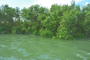 Bengal Körfezi yakınlarındaki Bangladeş kıyılarında gelgit sularında duran mangrov orman ağaçları tropikal bir estuarin ekosistemi, kıyı biyolojik çeşitliliği ve Güney Asya 'daki doğal kıyı şeridi korumasını göstermektedir..