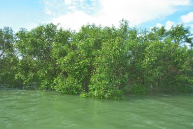Bengal Körfezi yakınlarındaki Bangladeş kıyılarında gelgit sularında duran mangrov orman ağaçları tropikal bir estuarin ekosistemi, kıyı biyolojik çeşitliliği ve Güney Asya 'daki doğal kıyı şeridi korumasını göstermektedir..