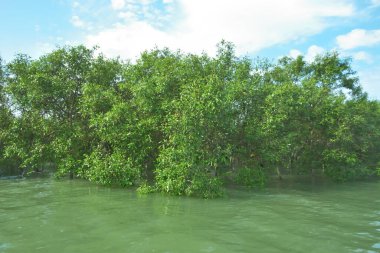 Bengal Körfezi yakınlarındaki Bangladeş kıyılarında gelgit sularında duran mangrov orman ağaçları tropikal bir estuarin ekosistemi, kıyı biyolojik çeşitliliği ve Güney Asya 'daki doğal kıyı şeridi korumasını göstermektedir..