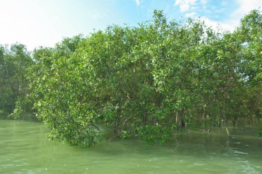 Bengal Körfezi yakınlarındaki Bangladeş kıyılarında gelgit sularında duran mangrov orman ağaçları tropikal bir estuarin ekosistemi, kıyı biyolojik çeşitliliği ve Güney Asya 'daki doğal kıyı şeridi korumasını göstermektedir..