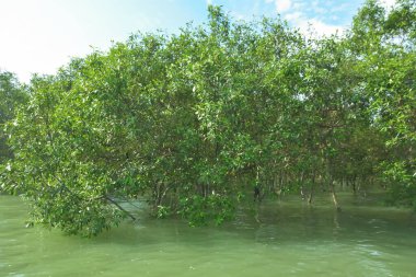 Bengal Körfezi yakınlarındaki Bangladeş kıyılarında gelgit sularında duran mangrov orman ağaçları tropikal bir estuarin ekosistemi, kıyı biyolojik çeşitliliği ve Güney Asya 'daki doğal kıyı şeridi korumasını göstermektedir..