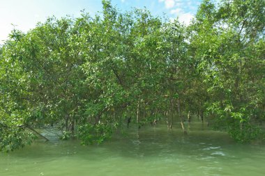 Bengal Körfezi yakınlarındaki Bangladeş kıyılarında gelgit sularında duran mangrov orman ağaçları tropikal bir estuarin ekosistemi, kıyı biyolojik çeşitliliği ve Güney Asya 'daki doğal kıyı şeridi korumasını göstermektedir..