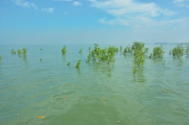Genç mangrov ağaçları, sulak kıyı ekolojisini, gelgit hareketlerini ve tropikal haliçlerin barışçıl atmosferini gösteren yüksek gelgit sırasında nehir kıyısındaki sudan ortaya çıkarlar..