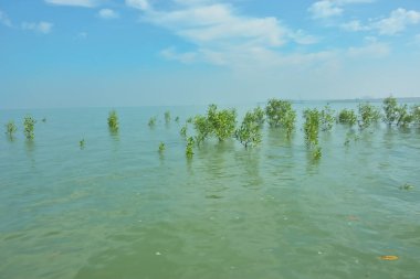 Genç mangrov ağaçları, sulak kıyı ekolojisini, gelgit hareketlerini ve tropikal haliçlerin barışçıl atmosferini gösteren yüksek gelgit sırasında nehir kıyısındaki sudan ortaya çıkarlar..