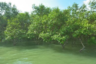Tropikal Estuarine Sulak Arazisinde Mangrov Dalları Sakin Gelgit Suyunun Üzerinde
