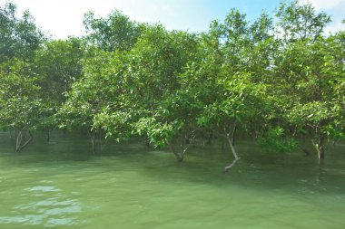 Tropikal Estuarine Sulak Arazisinde Mangrov Dalları Sakin Gelgit Suyunun Üzerinde