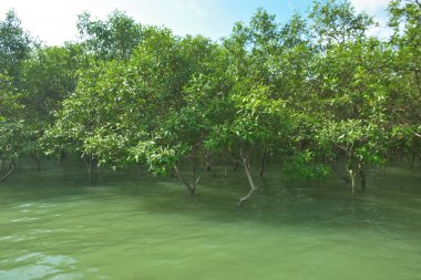 Tropikal Estuarine Sulak Arazisinde Mangrov Dalları Sakin Gelgit Suyunun Üzerinde