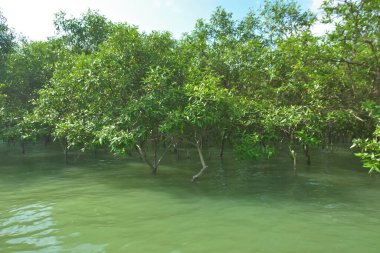 Tropikal Estuarine Sulak Arazisinde Mangrov Dalları Sakin Gelgit Suyunun Üzerinde
