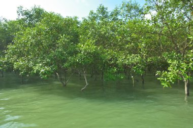 Tropikal Estuarine Sulak Arazisinde Mangrov Dalları Sakin Gelgit Suyunun Üzerinde