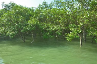 Tropikal Estuarine Sulak Arazisinde Mangrov Dalları Sakin Gelgit Suyunun Üzerinde