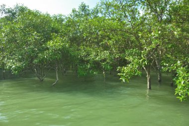 Tropikal Estuarine Sulak Arazisinde Mangrov Dalları Sakin Gelgit Suyunun Üzerinde