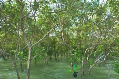 Yoğun mangrov bitki örtüsü ve tropikal bir kıyı sulak arazisinde birbirine dolanmış dallar zengin biyolojik çeşitliliği, doğal dokuları ve Bangladeş 'teki bir estuarin ekosisteminin korunan yaşam alanını göstermektedir..