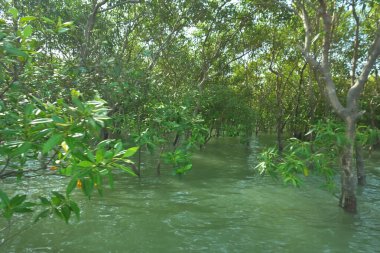 Yoğun mangrov bitki örtüsü ve tropikal bir kıyı sulak arazisinde birbirine dolanmış dallar zengin biyolojik çeşitliliği, doğal dokuları ve Bangladeş 'teki bir estuarin ekosisteminin korunan yaşam alanını göstermektedir..