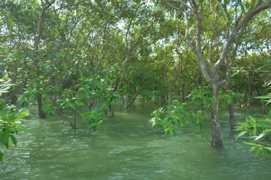 Yoğun mangrov bitki örtüsü ve tropikal bir kıyı sulak arazisinde birbirine dolanmış dallar zengin biyolojik çeşitliliği, doğal dokuları ve Bangladeş 'teki bir estuarin ekosisteminin korunan yaşam alanını göstermektedir..