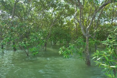 Yoğun mangrov bitki örtüsü ve tropikal bir kıyı sulak arazisinde birbirine dolanmış dallar zengin biyolojik çeşitliliği, doğal dokuları ve Bangladeş 'teki bir estuarin ekosisteminin korunan yaşam alanını göstermektedir..