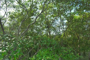 Yoğun mangrov bitki örtüsü ve tropikal bir kıyı sulak arazisinde birbirine dolanmış dallar zengin biyolojik çeşitliliği, doğal dokuları ve Bangladeş 'teki bir estuarin ekosisteminin korunan yaşam alanını göstermektedir..