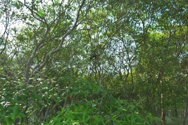 Yoğun mangrov bitki örtüsü ve tropikal bir kıyı sulak arazisinde birbirine dolanmış dallar zengin biyolojik çeşitliliği, doğal dokuları ve Bangladeş 'teki bir estuarin ekosisteminin korunan yaşam alanını göstermektedir..