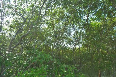 Yoğun mangrov bitki örtüsü ve tropikal bir kıyı sulak arazisinde birbirine dolanmış dallar zengin biyolojik çeşitliliği, doğal dokuları ve Bangladeş 'teki bir estuarin ekosisteminin korunan yaşam alanını göstermektedir..