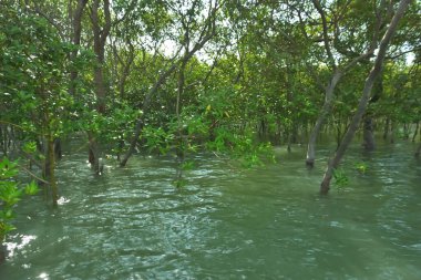 Bangladeş 'te tropikal bir kıyı sulak arazisinde gelgit sularında duran mangrov ağaçları zengin estuarin ekolojisini, kıyı bitkisini ve barışçıl bir doğal yaşam alanını göstermektedir..