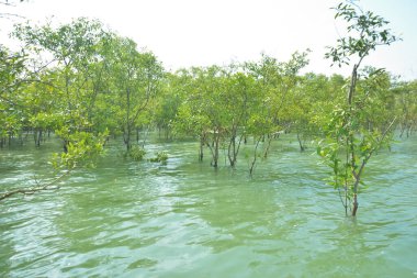 Mangrove ormanı, Cox 's Bazar yakınlarındaki Bakkhali Nehri boyunca kısmen sular altında kalmış ve Bangladeş' teki bir kıyı suları ekosistemi içinde sakin gelgit suları ve yoğun tropikal bitkileri göstermiştir..
