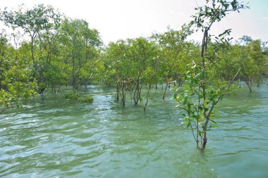 Mangrove ormanı, Cox 's Bazar yakınlarındaki Bakkhali Nehri boyunca kısmen sular altında kalmış ve Bangladeş' teki bir kıyı suları ekosistemi içinde sakin gelgit suları ve yoğun tropikal bitkileri göstermiştir..