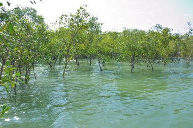 Mangrove ormanı, Cox 's Bazar yakınlarındaki Bakkhali Nehri boyunca kısmen sular altında kalmış ve Bangladeş' teki bir kıyı suları ekosistemi içinde sakin gelgit suları ve yoğun tropikal bitkileri göstermiştir..