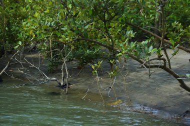 Bataklık zeminindeki mangrov kökleri ve sığ gelgit sularının yakın görüntüsü doğal dokuları, çamurlu düzlükleri ve yumuşak gün ışığı altında ekolojik ve çevresel hikaye anlatımlarıyla sakin tropikal bir kıyı ekosistemini gösteriyor..